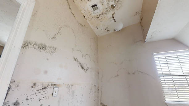 Best Asbestos and Lead Testing During Mold Inspection  in Inwood, WV
