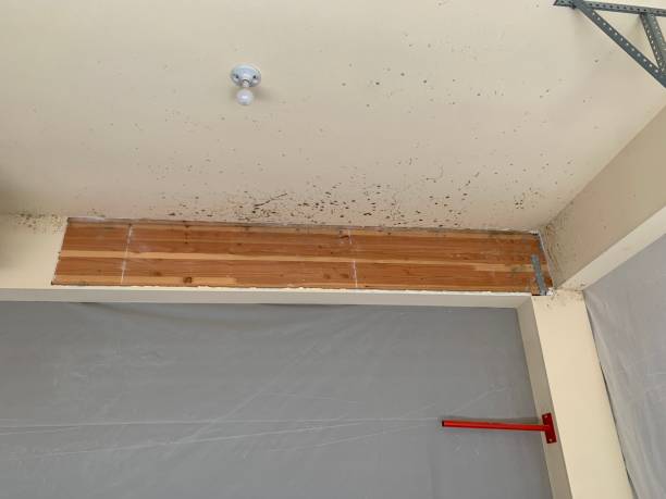 Best Mold Removal for HVAC Installations  in Inwood, WV