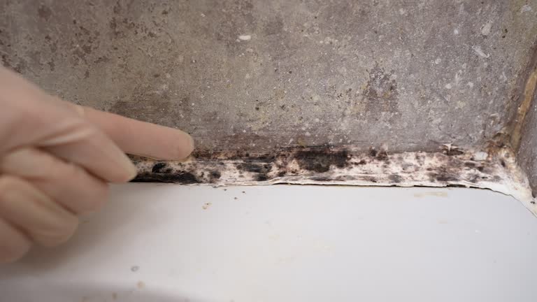 Trusted Inwood, WV Mold Removal Experts
