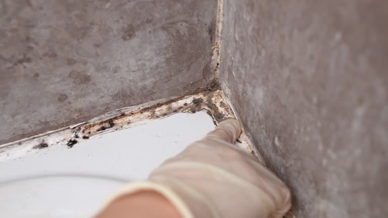 Best Environmental Consulting for Mold Prevention  in Inwood, WV